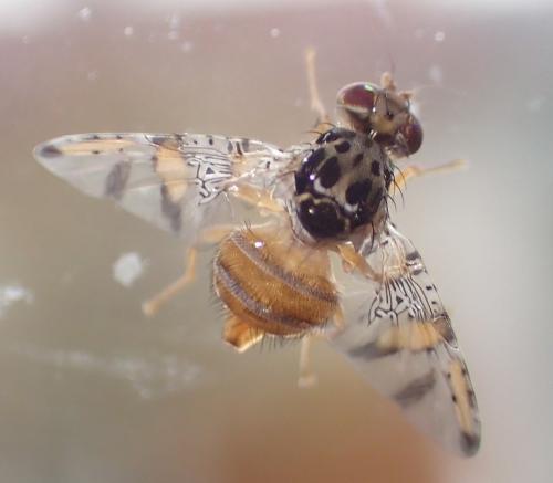 Réf. 195 260 : Ceratitis capitata